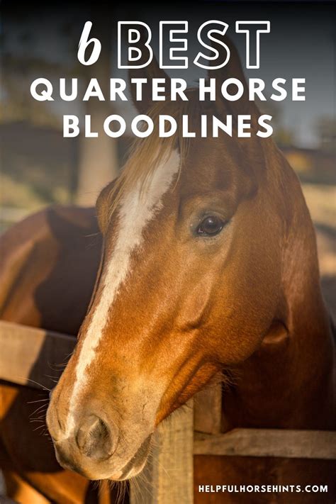 American Quarter Horses are known for speed and agility, and are famous for being top contenders in barrel racing. . Quarter horse bloodlines